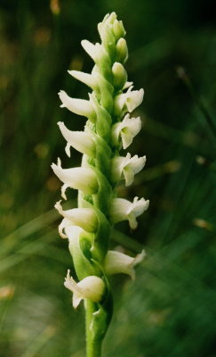 91c) Spiranthes romanzoffiana was also in bloom (2 weeks early!) at Sleeping Giant.