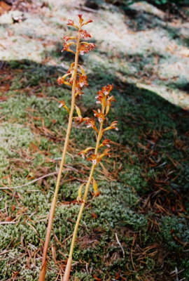 (116-119) Corallorhiza maculata var. maculata (spotted coralroot)