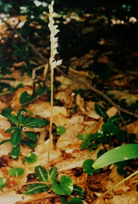 122) Goodyera oblongifolia (giant rattlesnake orchid)  in habitat