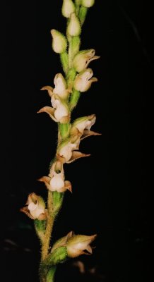 (123 - 127) Goodyera oblongifolia