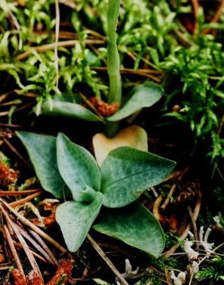 128) Goodyera tesselata (checkered rattlesnake orchid) leaves.