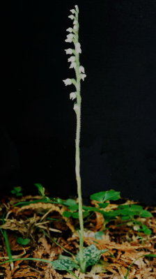 (132 - 134) Goodyera repens var. ophioides (lesser rattlesnake orchid) near Cedarville, Michigan 7/21/10.