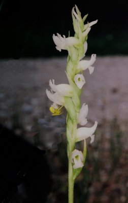 136) S. romanzoffiana w. crab spider.