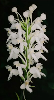 149) Platanthera blephariglottis var. blephariglottis (northern white fringed orchid) w. crab spider