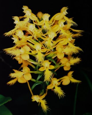 151 Platanthera ciliaris (orange fringed orchid)
