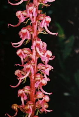 2)  Pedicularis  groenlandicum