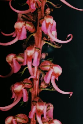 3) P. groenlandicum