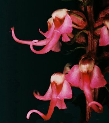 4)  P. groenlandicum