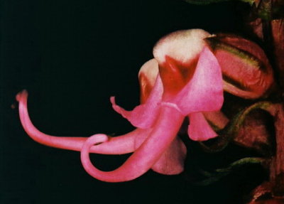 5) P. groenlandicum