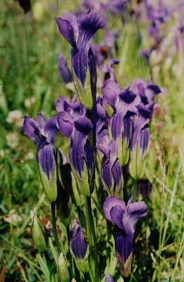 8) G. thermalis