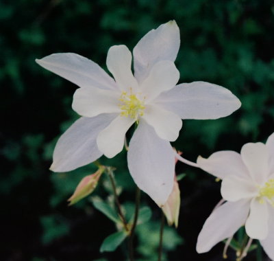 10) Aquilegia caerulea (mountain columbine)