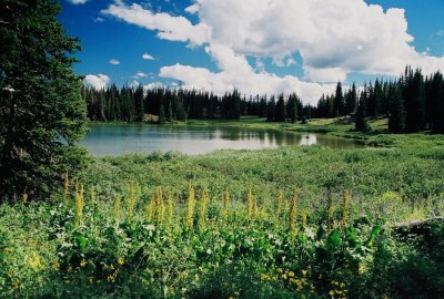 11) Unidentified species and lake.