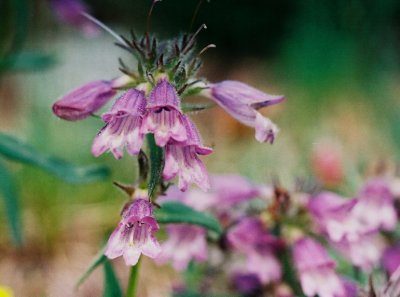 16) Penstemon spp.