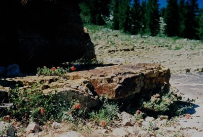 25) Epilobium canum in habitat