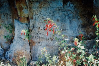26) Epilobium canum.