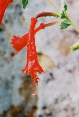 30) E. canum.