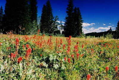 32) Castellija spp. fill a meadow.