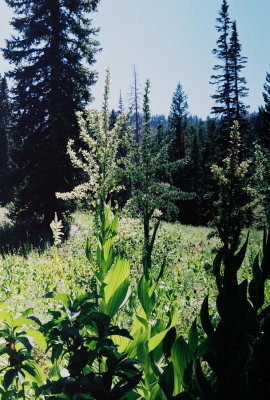 33)  Veratrum californicum (false hellebore)