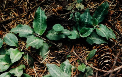 34)  Large colonies of Goodyera oblongifolia (giant rattllesnake orchid) grow in a nearby coniferous forest.