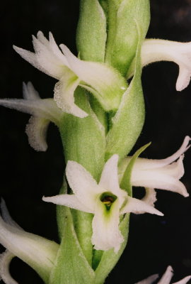 37) Spiranthes diluvialis, close-up.