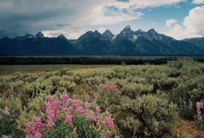 (39-45) Grand Teton Nat'l Park, Wyo. Lupinus spp. with the magnificent Teton Range in the background.
