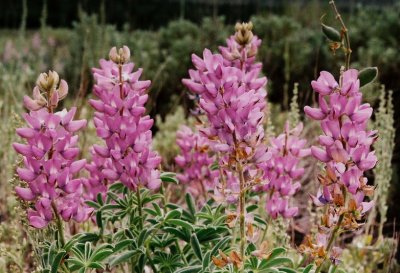 40) Lupinus spp. close-up.