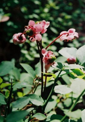 42) Chimaphila umbellata (Pipsissewa)
