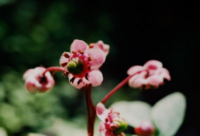 43) close-up of Chimaphila umbellata.