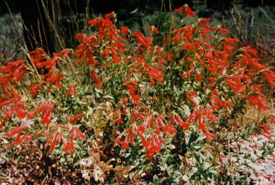 44) A huge roadside clump of Epilobium canun near Jenny Lake. This is the only sighting of this species for us in the park.