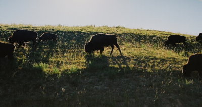 45) A herd of bison in Yellowstone Nat'l Park, Wyo.
