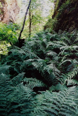 52) Dryopteris filix-mas (male fern) Spesrfish Canyon, SD