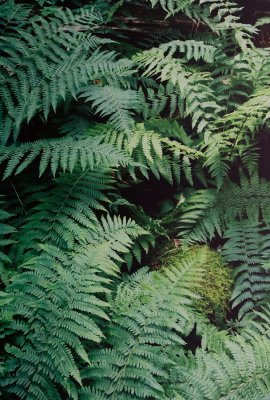 53) Male Fern, close-up.