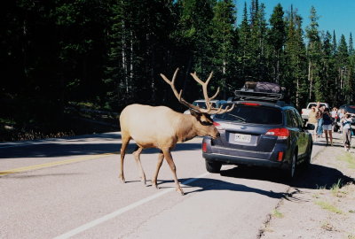(1-4) Wildlife viewing in Yellowstone Nat'l park.
