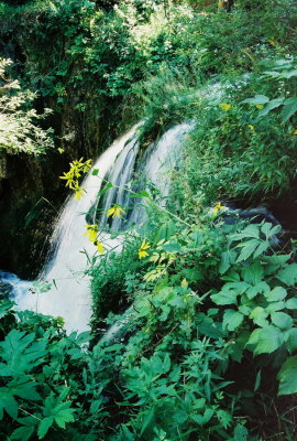 (5-7) Roughlock Falls w. Rudbeckia laciniata var. ampla (cutleaf coneflower)