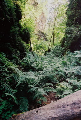 8-9) A fern-filled canyon.