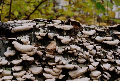 5) Close-up of the lichen.
