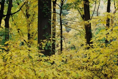 16) The spectacular forest.