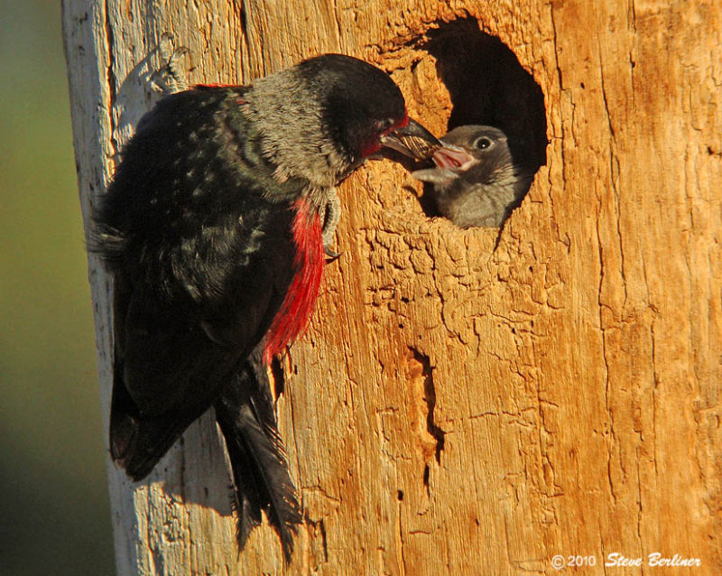 Lewiss Woodpecker feeding chick