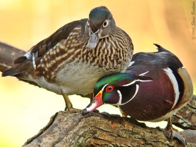 Wood Duck pair defending their perch