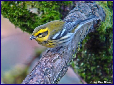 Townsends Warbler