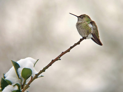 Anna's Hummingbird f.