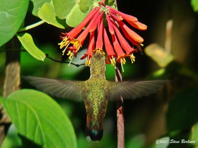 Rufous Hummingbird f.  at honeysuckle