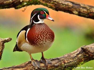 Wood Duck drake