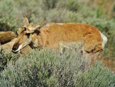 Pronghorn Antelope - Fort Rock OR