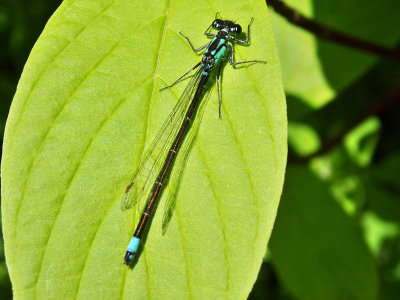 Pacific Forktail f. damselfly