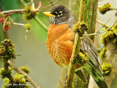 American Robin