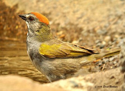 Green-tailed Towhee