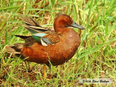 Cinnamon Teal