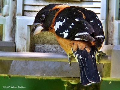 Black-headed Grosbeak