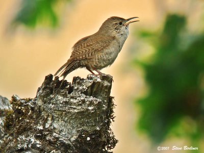 House Wren